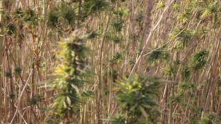 Amasyada kenevirde hayal kırıklığı: Kenevir ekim alanı 6 bin 500 dekardan 850 dekara düştü