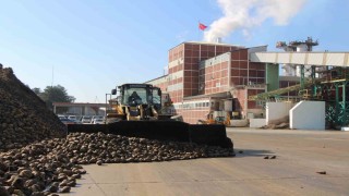 Amasyada zirai don ve kuraklık şeker pancarını vurdu: 10 bin dekarlık alanda üretim yapılamadı