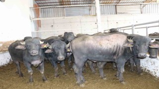 Anadolu mandaları yetiştiricilere teslim edildi