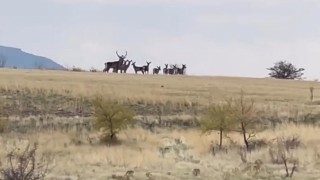Ankarada yaban geyiği sürüsü kamerada