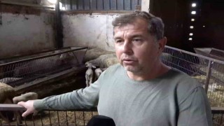 Annesi ve kardeşleri ölen kuzunun yürek burkan hikayesi