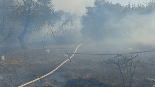 Antakyada zeytinlik alanda yangın