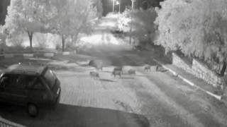 Antalyada domuz sürüsü gece yarısı köye indi: O anlar kameraya yansıdı