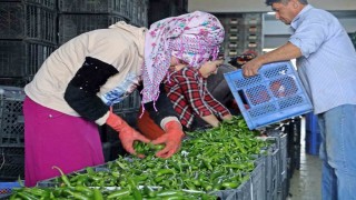 Antalyada Eylülde sebze miktarı yüzde 10 arttı