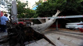 Antalyada faciadan dönüldü: Araçların üzerine devrilen ağacın altında kalmaktan son anda kurtuldu