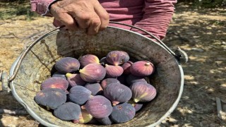 Antalyada siyah incir hasadında sona gelindi