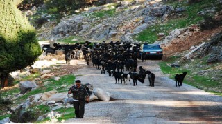 Antalyada Yörüklerin 4 aydır kaldıkları yaylalardan dönüşleri başladı