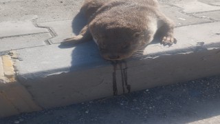 Aracın çarptığı su samuru telef oldu