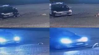 Aracın üzerinden geçtiği köpek telef oldu