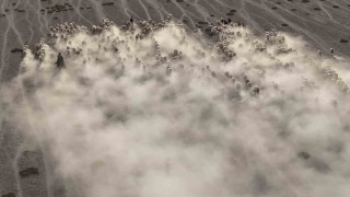 Arazide ilerleyen koyun ve kuzuların toz bulutlarıyla görüntüsü görsel şölen sundu