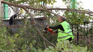 Ardahan Belediyesinin ağaç budama çalışmaları devam ediyor