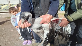 Ardahanda yaralı bulunan turna tedaviye alındı