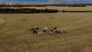 Ardahanın vahşi güzelliği: Yılkı atları dron ile görüntülendi