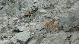 Artvinde dağ keçileri drone kamerasına yansıdı