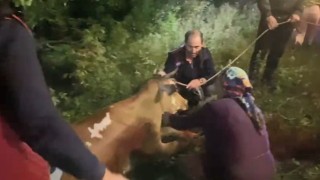 Artvinde uçuruma düşen inek itfaiye ekiplerinin zorlu operasyonuyla kurtarıldı