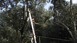 Artvinde üstün lezzet ödüllü Butko zeytininin hasadı başladı