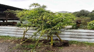 Artvinde uyuşturucu operasyonu: 5 gözaltı