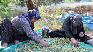 Asırlık Ağaçlardan İmece Usulüyle Ürün Toplanıyor