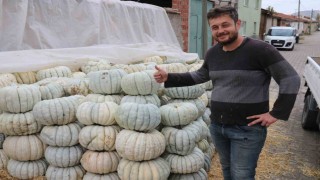 Ata tohumu ile üretilen Eskişehirin meşhur kabağının hasadı başladı