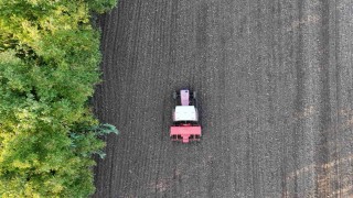 Ata tohumu siyez buğdayı Düzce topraklarında yetişecek