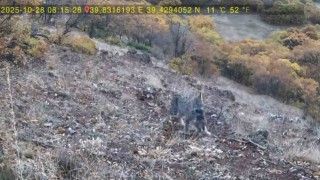 Avlanan vaşak ve yavruları fotokapana takıldı