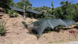 Aydında don afeti mağduru üreticilere 50 milyon liralık destek