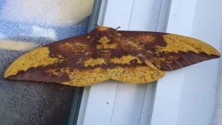 Aydında kelebeğin sırtındaki insan silüeti dikkat çekti