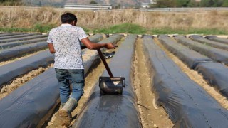 Aydında kış çileği hazırlıkları başladı