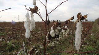 Aydında pamuk tarlalarını dolu vurdu