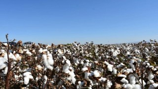 Aydında pamuk üreticilerine uyarı