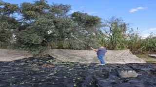 Aydında yağışların ardından zeytin hasadı başladı