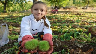 Aydının dağlarında hareketlilik başladı, kestane üreticilerini hasat telaşı sardı