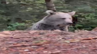 Ayıyla sohbeti gülümsetti: Selamın aleyküm kanka, cips vereyim mi