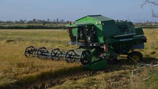 Bafra Ovasında çeltik hasadı yüzleri güldürüyor