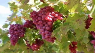 Bağ bozumunda rekor: 4 kilo üzüm salkımı