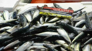 Balıkçılardan müjde: Fiyatlar düştü, ekimde bolluk bekleniyor