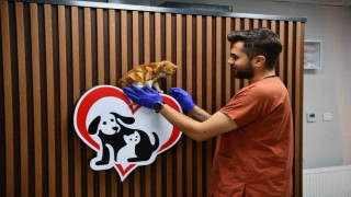 Balıkesirde can dostlar Büyükşehir eliyle güvende