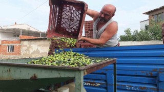 Balıkesirde elekler kuruldu yeşil zeytin hasadı başladı