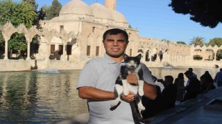 Balıklıgöle düşen kedi kalp masajıyla hayata döndü