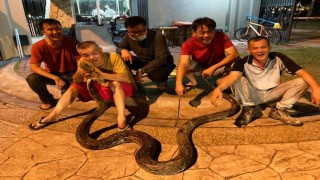 Bangkokta yılda 30 binden fazla yılan yakalanıyor