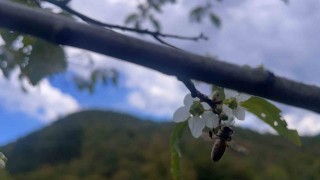 Bartında ağaçlar bir yılda ikinci kez çiçek açtı