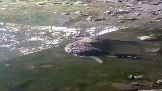 Başıboş köpekler koyunları telef etti