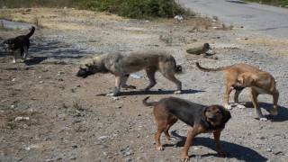 Başıboş köpekler yaban hayatı ve trafik güvenliğini tehdit ediyor