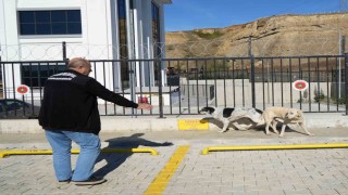 Başıboş sokak köpekleri toplanarak barınağa götürüldü