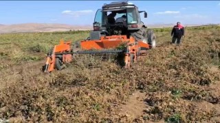 Bayburtta beyaz fasulye üretimi 3 bin dekara ulaştı