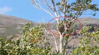 Bayburtta bir köyü alarma geçirmişti: Köpeklerden kaçan yavru ayı bu kez ağaç üstünde görüldü