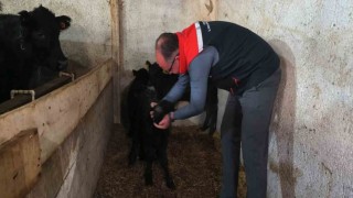 Bayburtta etçi ırk damızlık hayvan kontrolleri yapıldı