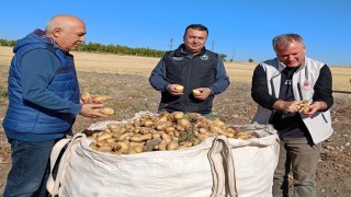 Beyşehirde patates üreticisinin artan üretimle yüzü güldü