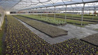 Bilecik Belediyesi kendi seralarında ürettiği bitkilerle kenti renklenecek