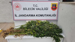 Bilecikte kenevir operasyonu